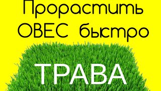 Травка для кошек прорастить быстро ОВЕС