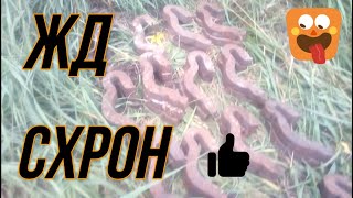 Жд схрон.. Поиск с металлоискателем Quest Q20..