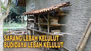 Jenis-jenis Sarang Ternak Klanceng dan Cara Membuatnya - Budidaya Kelulut, Klanceng, Trigona