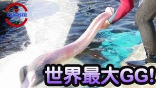 嚇壞眾人的動物生殖器- 詭異的形狀與特殊功能讓人傻眼(世界最大生殖器)