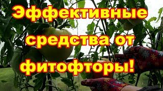 Эффективные средства от фитофторы,испытываем куркуму