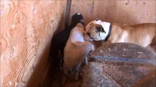Baby Goat headbutts bulldog.
