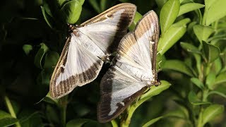 Box Tree Moth Life Cycle - Mating & Oviposition (Documentary)