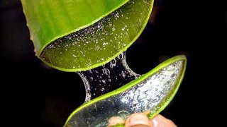 Bật mí Cách chữa bệnh máu trắng cực hiệu quả bằng cây nha đam # Cây Thuốc Nam
