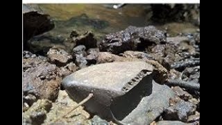 Arrowhead Hunting : AC Series Banner & Fossils Galore