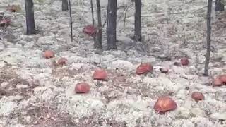 Грибы в январе!
