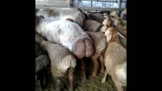 гиссарские овцы