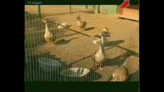 Я фермер с Максимом Фроловым