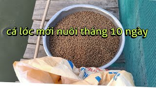 Cho Cá Ăn, Cá Lóc Nuôi 1 Tháng 10 Ngày