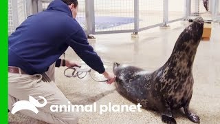 Halo The Seal May Be Pregnant | The Aquarium: A Deeper Dive