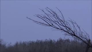 Ловушка ТАЙНИК:) Ловля певчих птиц г. ДНЕПР:) Bird hunting trap