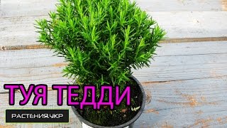 Туя посадка и уход / туя западная тедди / шаровидная туя