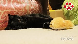 ねずみの玩具と猫達　Mouse toys Mi ke and Kuro