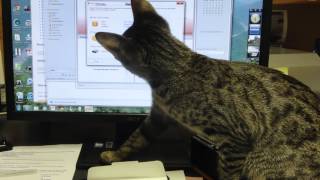 Reasons Cats Love to Sleep on Your Computer
