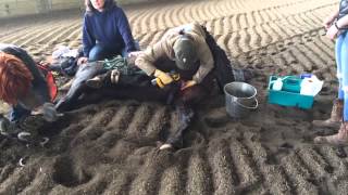 *GRAPHIC* Equine Castration with the Henderson