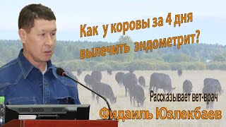 Лечение эндометрита КРС без применения антибиотиков  Опыт врача Фидаиля Юзлекбаева