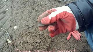 Поиск монет 2016. Выбитых мест не бывает. Картофельное поле.