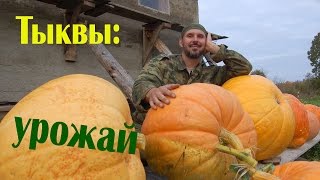 Тыквы - финал // Из города в деревню