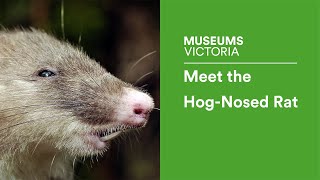 Meet the Hog-Nosed Rat | Interview with Kevin Rowe and Jake Esselstyn