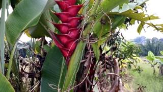 red heliconia bihai jaquin