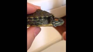 Red Eared Slider turtle SICK AND WON'T EAT, looks like he's having trouble breathing!
