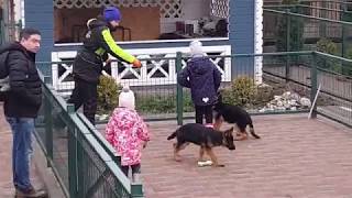 Поможем выбрать щенка немецкой овчарки! Питомник Жуолль!