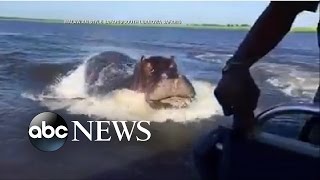 Hippo Chases Behind Speed Boat in Frightening Moment