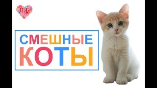 СМЕШНЫЕ КОШКИ. НОВАЯ ПОДБОРКА ОТ ЛЮБЫ БУБЫ.