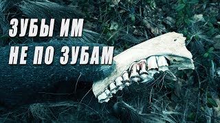 Поход в лес. Волки загрызли зверя. Сожрали даже кожу. Добрые походы.