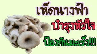 เห็ดนางฟ้า บำรุงหัวใจ ป้องกันมะเร็ง!!!ประโยชน์ในการรักษาโรค