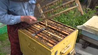 ИНКУБАЦИЯ МАТОК