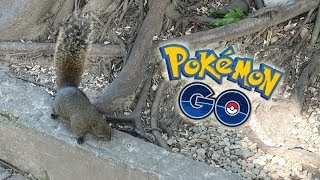 ¡CONSIGO SHINY y un 100% en el DOBLE EVENTO de TAIWÁN de Pokémon GO! [Keibron]