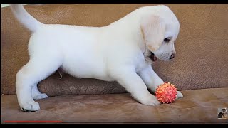 Очень милый щенок лабрадора. Puppy Labrador.