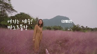 부농부농 제주 핑크뮬리 데이트 현장ㅣ카페 마노르블랑 인기이유!