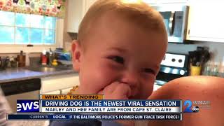 Marley the French Bulldog: the newest viral sensation