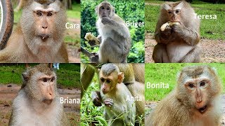 The Most Beautiful Monkey Pig Tail And Hybrid In Amber Group