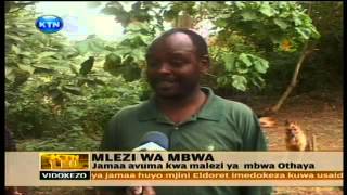 News : Mbwa zampa jamaa sifa