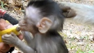 Mother Warming & Nursing While Poor Alba Eating Banana | Monkey Crying
