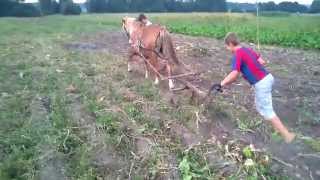 Четырёхкопытный картофелекопатель .
