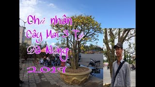 Gặp chủ nhân cây Mai 3 Tỷ tại Đà Nẵng 2019
