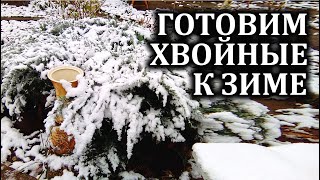 Как подготовить хвойные к зиме  Нужно ли укрывать хвойники на зиму