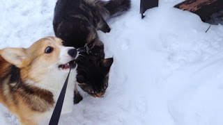 Выгул кота в шлейке. Фильм второй