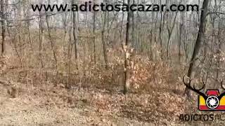 Driven hunt in Romania | Batida de cochinos en Rumanía.