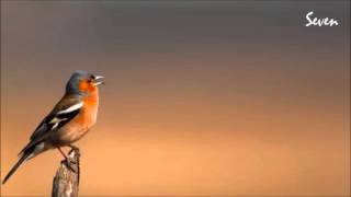 SOM DAS AVES - TENTILHÃO