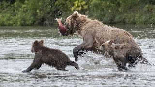 Медведи и я / Медвежья рыбалка на Камчатке