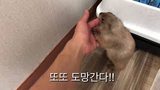 프레리독 과 겸상하는 기니피그!!! 안전할까?  감자에게 물리다.