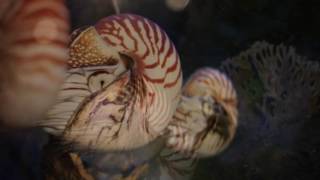 Three Cool Cephalopods at the Monterey Bay Aquarium.