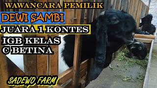 BONGKAR RAHASIA PERAWATAN KAMBING JUARA 1 KONTES IGB DEWI SAMBI MILIK SADEWO FARM