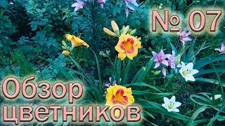 Обзор цветников №7 (9.06.2018). Лилии, лилейники, хризантемы, розы, портулаки