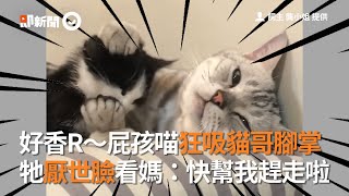 屁孩喵狂吸貓哥腳掌　牠厭世臉看媽：快幫我趕走啦｜寵物動物｜美短｜台中